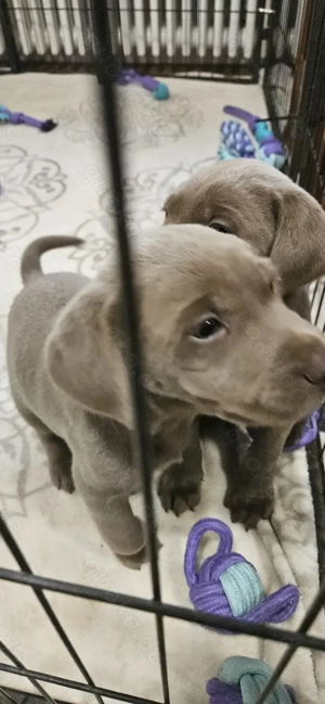 Rassenhund Labrador Welpe silber