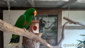 Neuguinea Edelpapagei,1x Henne, Naturbrut, Papagei 