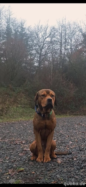 Mischling sucht zuhause 