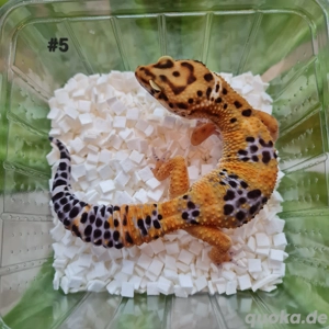 Leopardgecko Nachzuchten 2025