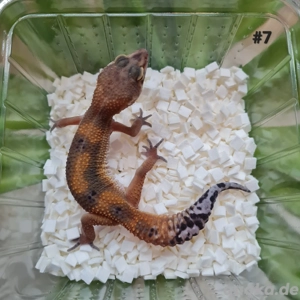 Leopardgecko Weibchen 