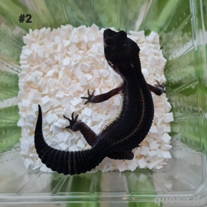 Leopardgecko Weibchen 
