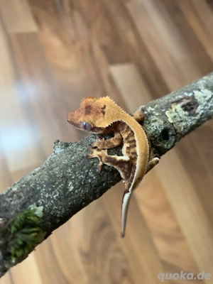 0.0.1 Correlophus Ciliatus (Kronengecko) LillyWhite