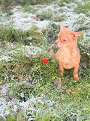    Zauberhafte Chihuahua Welpen suchen liebevolle Familien   
