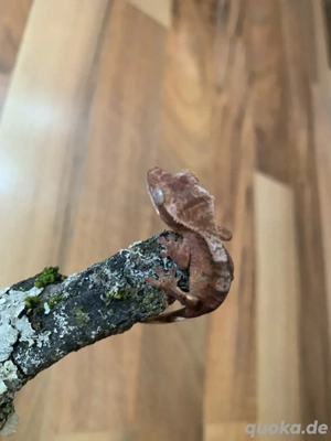 0.0.1 Correlophus Ciliatus (Kronengecko) RedPhantom