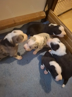 Reinrassiege Border Collie Welpen