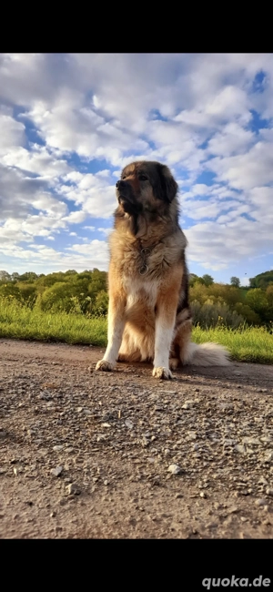 kaukasischer owtscharka 