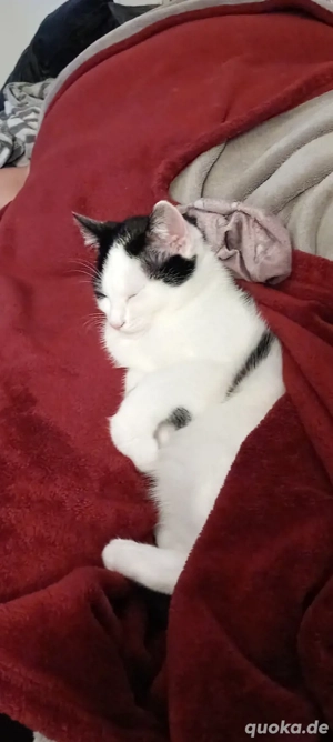 !! Kater sucht Gefährtin od. Gafährten !!