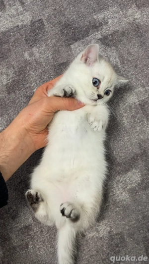 Britisch Kurzhaar (BKH) Weibchen   Weiß   geimpft & mit Impfpass   Abgabe ab  
