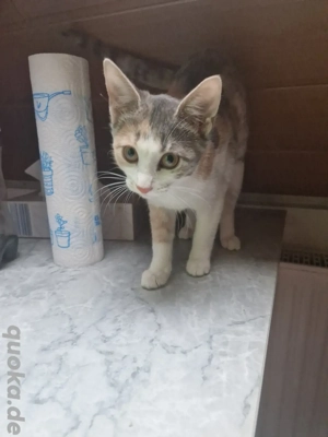 Seltene Tricolor Jungkatze, 4 Monate, sehr lieb & menschenbezogen