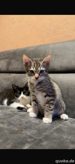 Kitten zu verkaufen 