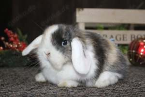  Kleine Miniwidder Baby Kaninchen Hasen Zwergwidder Minilop