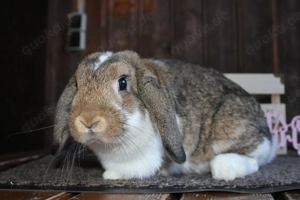 GEIMPFTE Zwergwidder Kaninchen Hasen Minilop