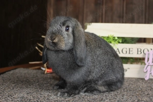 Ausgewachsene GEIMPFTE Zwergwidder Kaninchen Häsin Minilop Hase