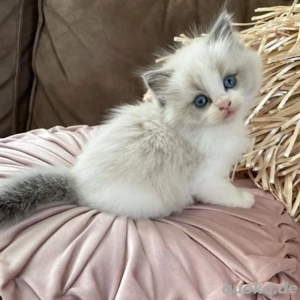 Ragdoll Kätzchen kaufen