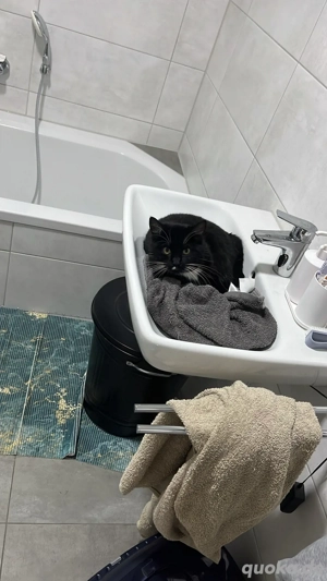 Hauskatzen 12 monate alt Bild 4