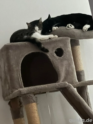 Hauskatzen 12 monate alt