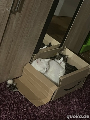 Hauskatzen 12 monate alt Bild 3