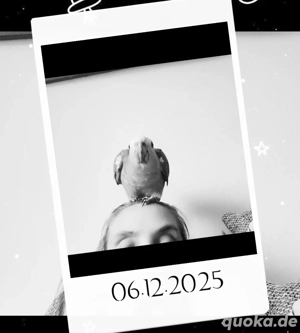 Blaustirnamazone Hahn 