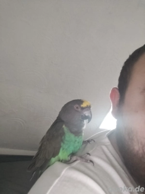 zahmer Goldbugpapagei 9 Jahre Papagei Vogel