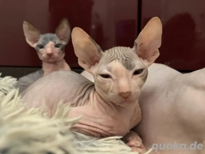 Wunderschöne reinrassige Don Sphynx Kitten