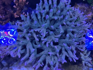 Koralle Acropora Four Session ganzer Stock