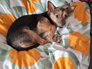 Hündin sucht liebevolles zuhause 