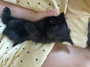 schwarze kleine Panther suchen ein schönes neues Zuhause