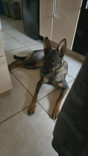 Schäferhund mischling 