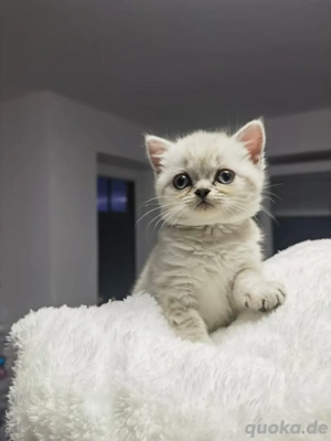 Britisch Kurzhaar  Langhaar 