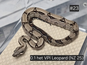 0.1 het VPI Leopard,  Boa Constrictor Imperator 