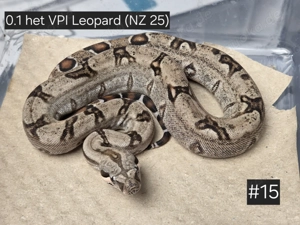 0.1 het VPI Leopard,  Boa Constrictor Imperator 