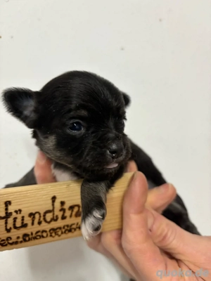Chihuahua Langhaar Welpen abzugeben ab 10.01.26