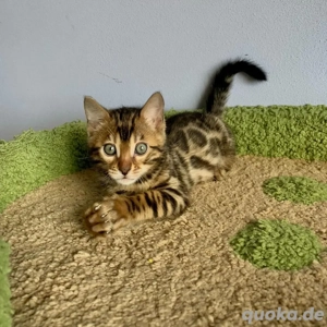 Bengal Kätzchen