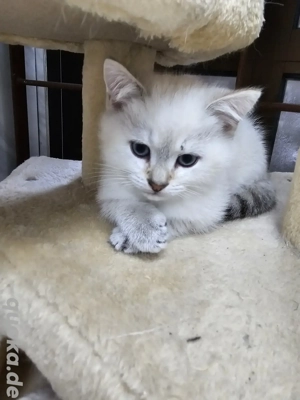 BKH Kitten Junge mit blauen Augen 
