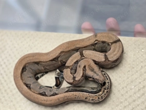 0.1 RLT Mandarin het Leopard, Boa Constrictor Imperator  Bild 2