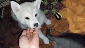 Alaskan Malamute , Husky , Mix , Siberian Husky , 1 Rüde, geimpft, gechipt