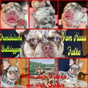 Premium Französische Bulldoggen Welpen aus promovierter Zucht 