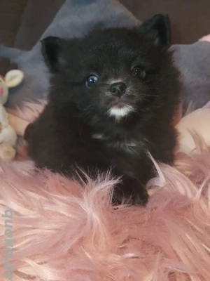 Pomchi Pomeranian Chihuahua Welpen 