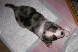 2 süsse Australian sheperd mix Bild 2