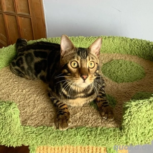 Bengal Kater-Kätzchen (männlich)