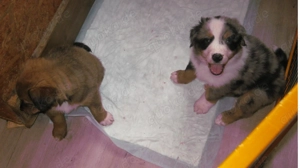 2 süsse Australian sheperd mix Bild 8