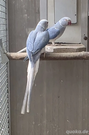 Halsbandsittiche, zuchtreife und Zuchtpaare 