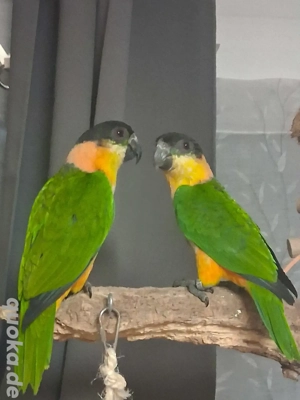 Grünzügelpapageien  Bild 4