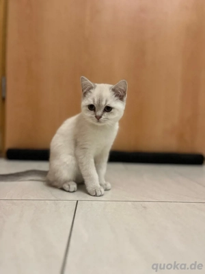 BKH Kitten zu verkaufen *nur noch ein kitten da*