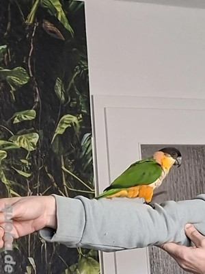 Grünzügelpapageien  Bild 3