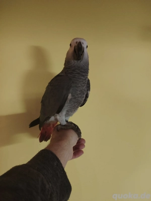 1,0 Kongo Graupapagei 