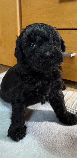 Wunderschöne Pudel Welpen 