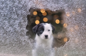 Border Collie Welpen Bild 5