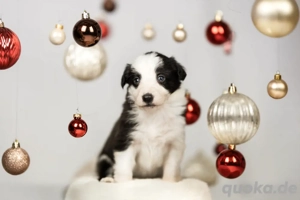 Border Collie Welpen